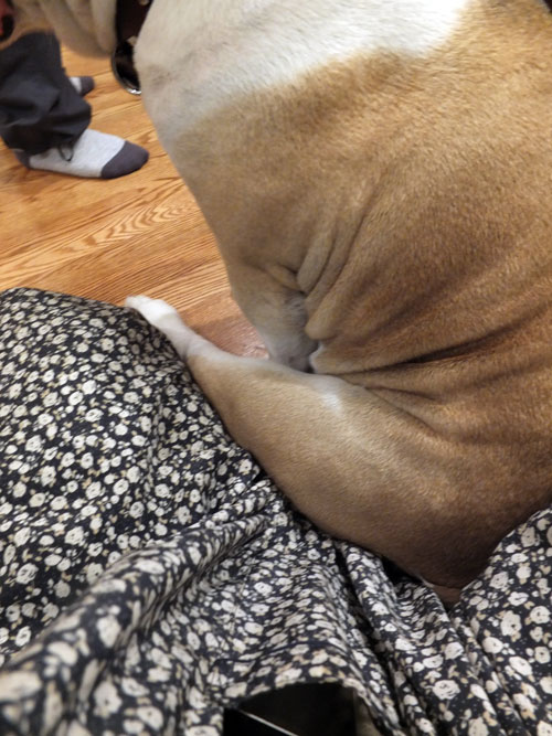 2018-12-25-dog6