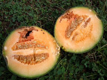 メロンが生りました カリフォルニアのばあさんブログ Powered By ライブドアブログ