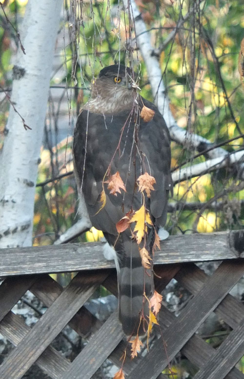 2018-11-26-hawk5