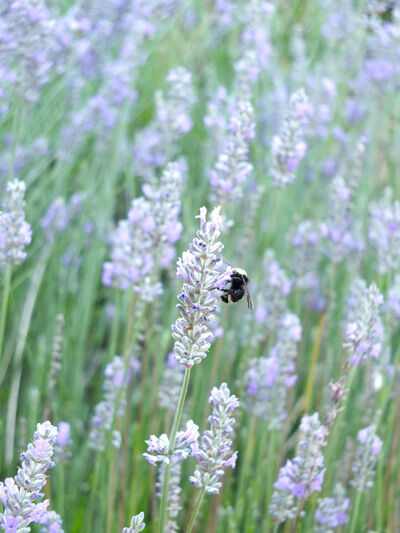 2020-06-16-lavender3