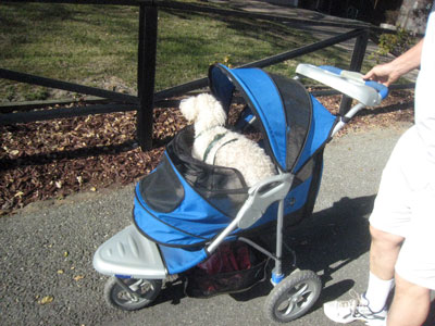2014-02-01-stroller1