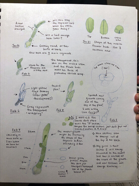 2022-02-14-orchid8
