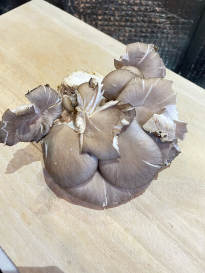 2026-06-09-maitake4