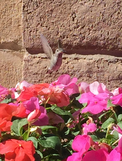 2018-10-15-bird3