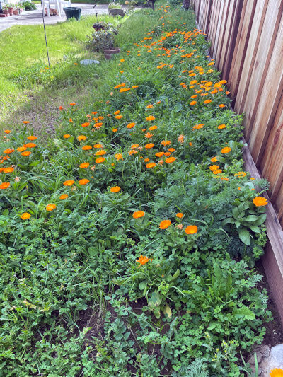 2026-02-24-flowers4