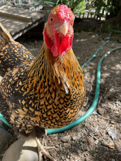 2022-04-03-hen2