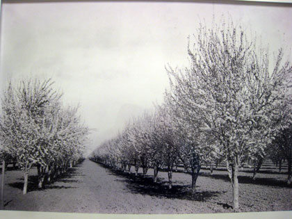 2015-11-17-orchard1