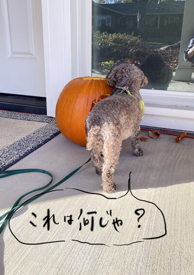 2022-11-03-judy1