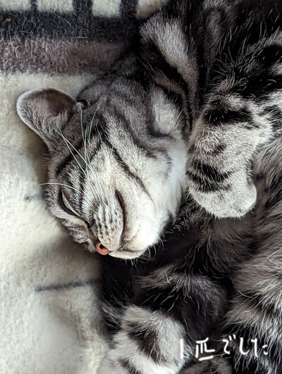 2023-12-15-cat2