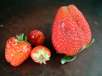 �椬�ȤΤȻ��Τ���