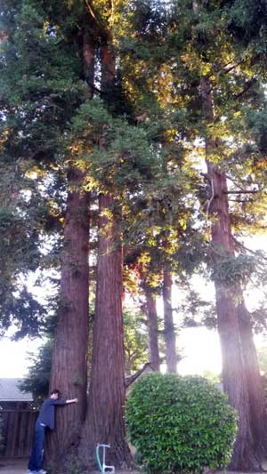 2014-07-04-redwood