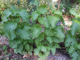 2011_07_18_shiso