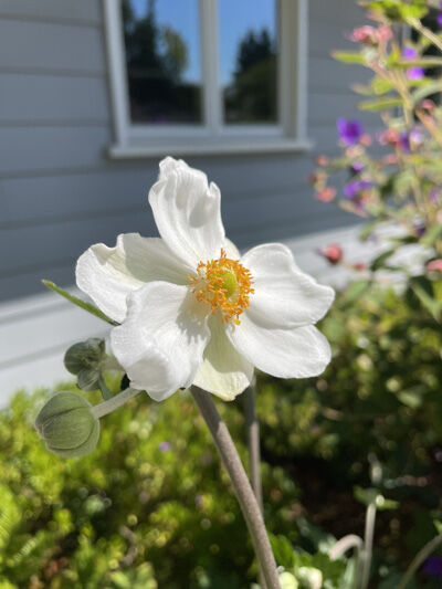 2023-08-22-flowers2