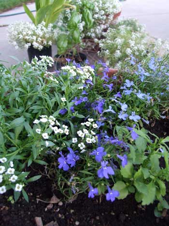 2014-08-10-robelia