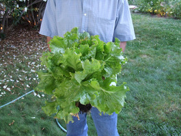 2011_08_04_lettuce