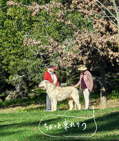 2023-01-23-irishwolfhound1