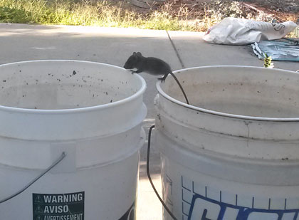 2015-09-10-mouse1