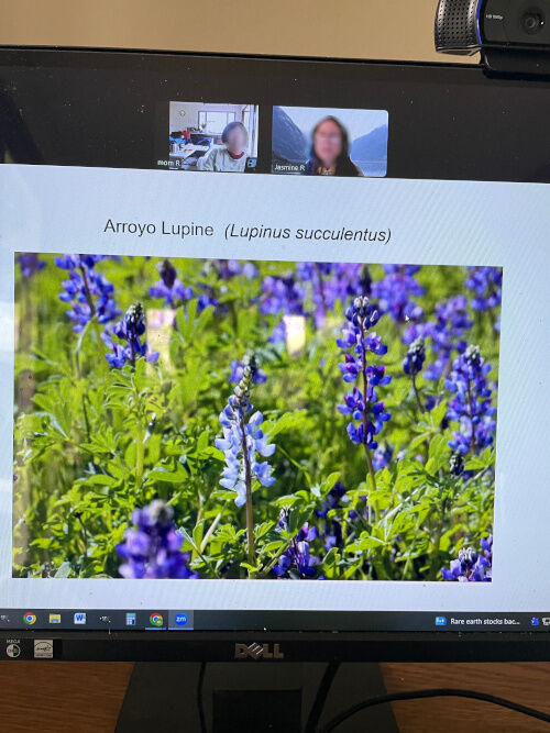 2026-01-29-lupines3