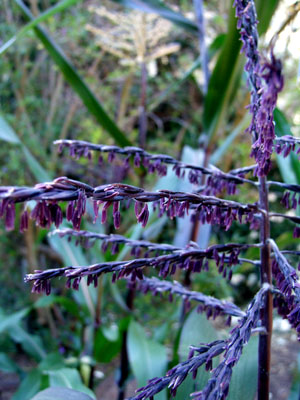 2013-07-10-purplepollen