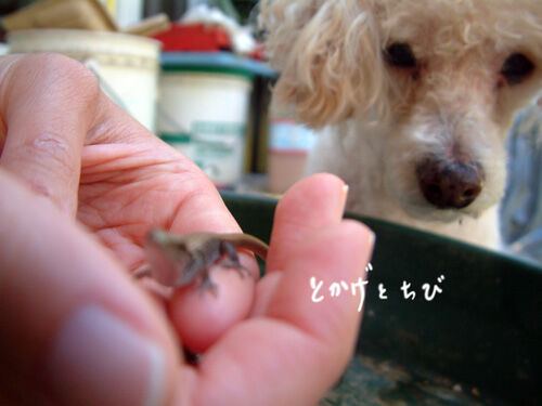 2020-05-11-lizard4