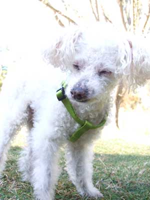 2015-01-29-newharnes