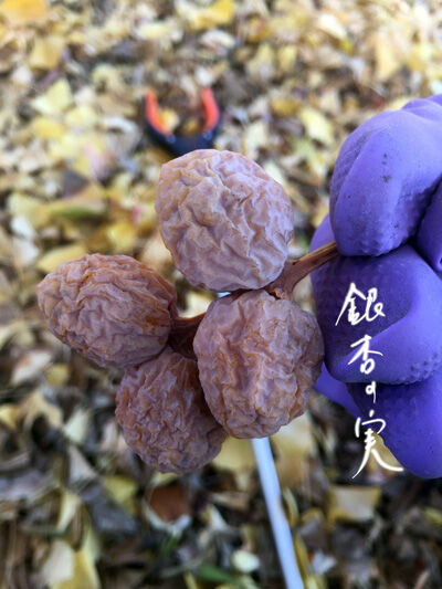 2020-12-04-ginko4