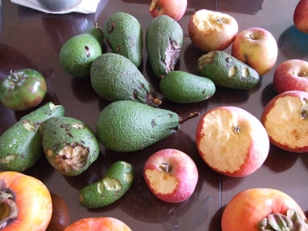 2011_11_16_avocados
