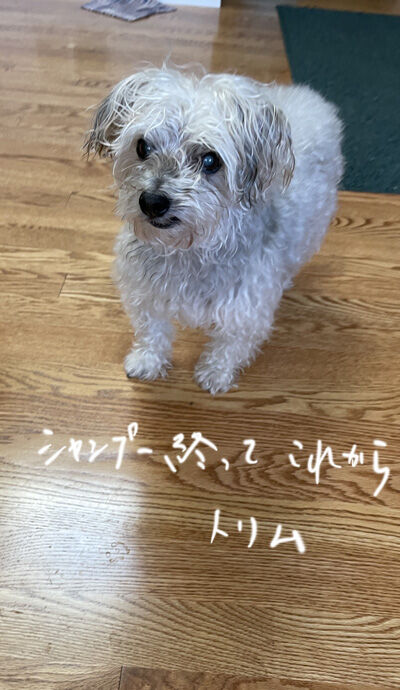 2022-10-18-rasta1