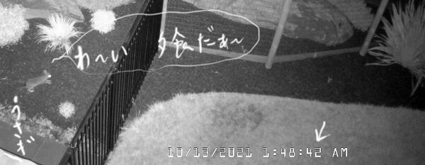 2021-10-19-rabbit1