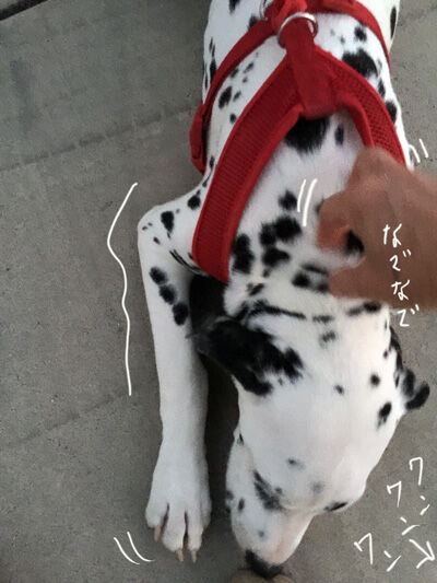 2020-10-31-dog1