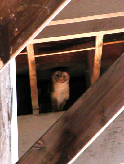 2020-09-08-owl1