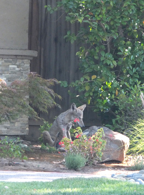 2019-08-02-coyote5