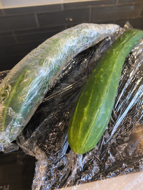 2026-09-16-tunacucumber1