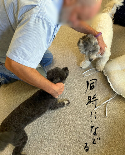2024-09-30-2dogs2