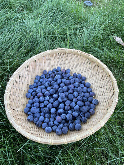 2024-05-31-blueberry5
