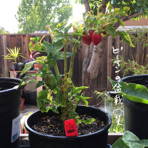 2021-08-12-bonsai5
