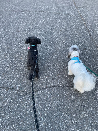 2025-06-16-charlieoreo2