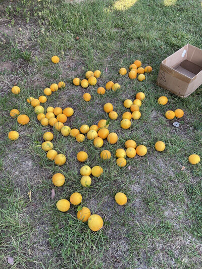 2022-07-17-orange2