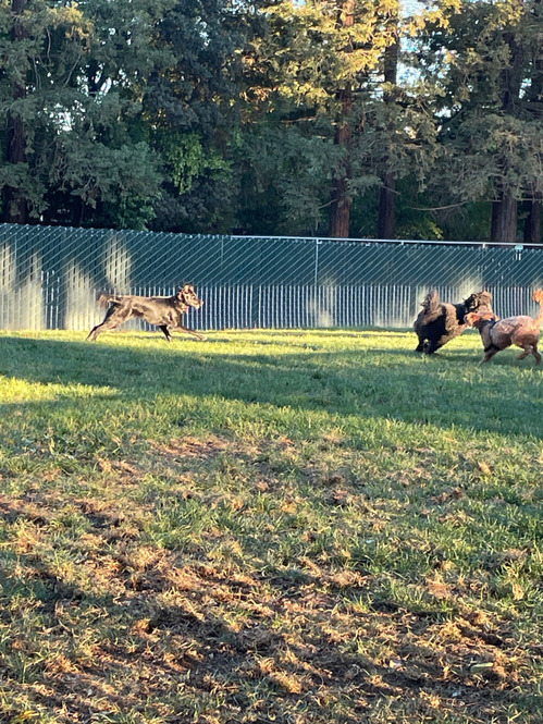 2025-10-20-dogs1