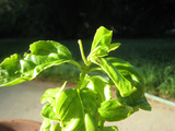 2010_07_24_basil1