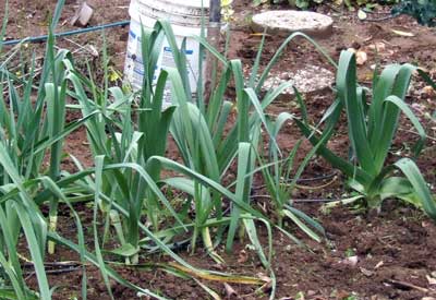 2014-03-15-leekinyard