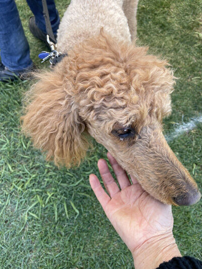 2024-05-05-poodle2