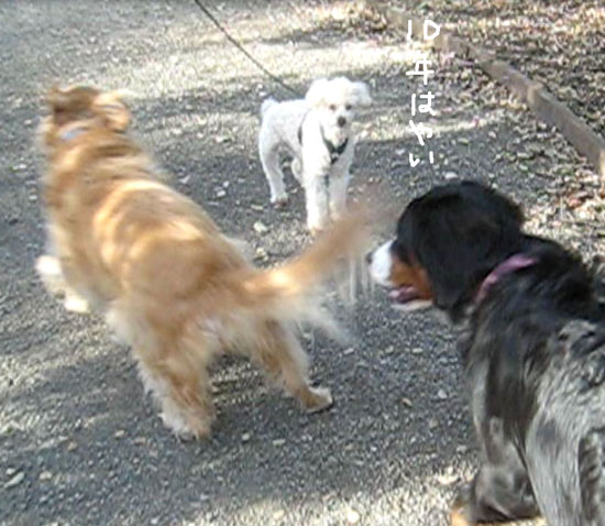 2018-01-07-dogs12