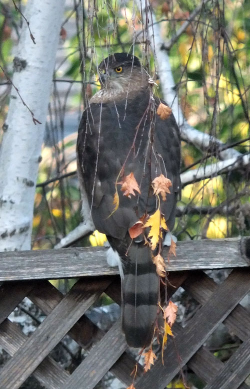 2018-11-26-hawk3