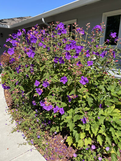 2023-08-22-flowers1