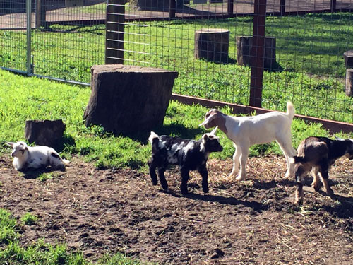 2018-03-27-goats1