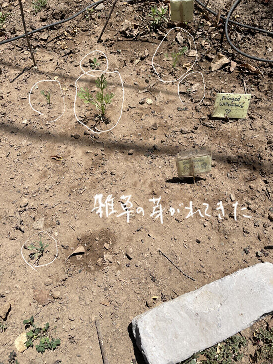 2023-06-22-grass3