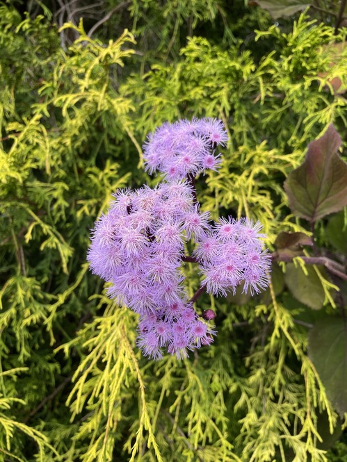 2025-08-30-botanicalgarden (5)
