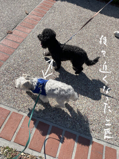 2023-06-21-rastaoreo