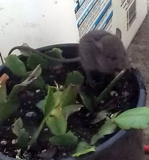 2015-09-10-mouse5